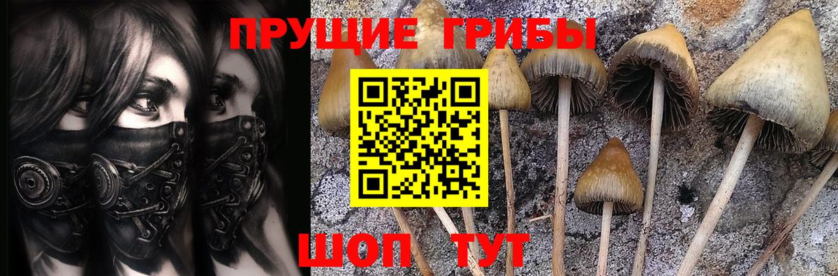 что такое   Вход с VPN  Электрогорск  Псилоцибиновые грибы Cubensis 